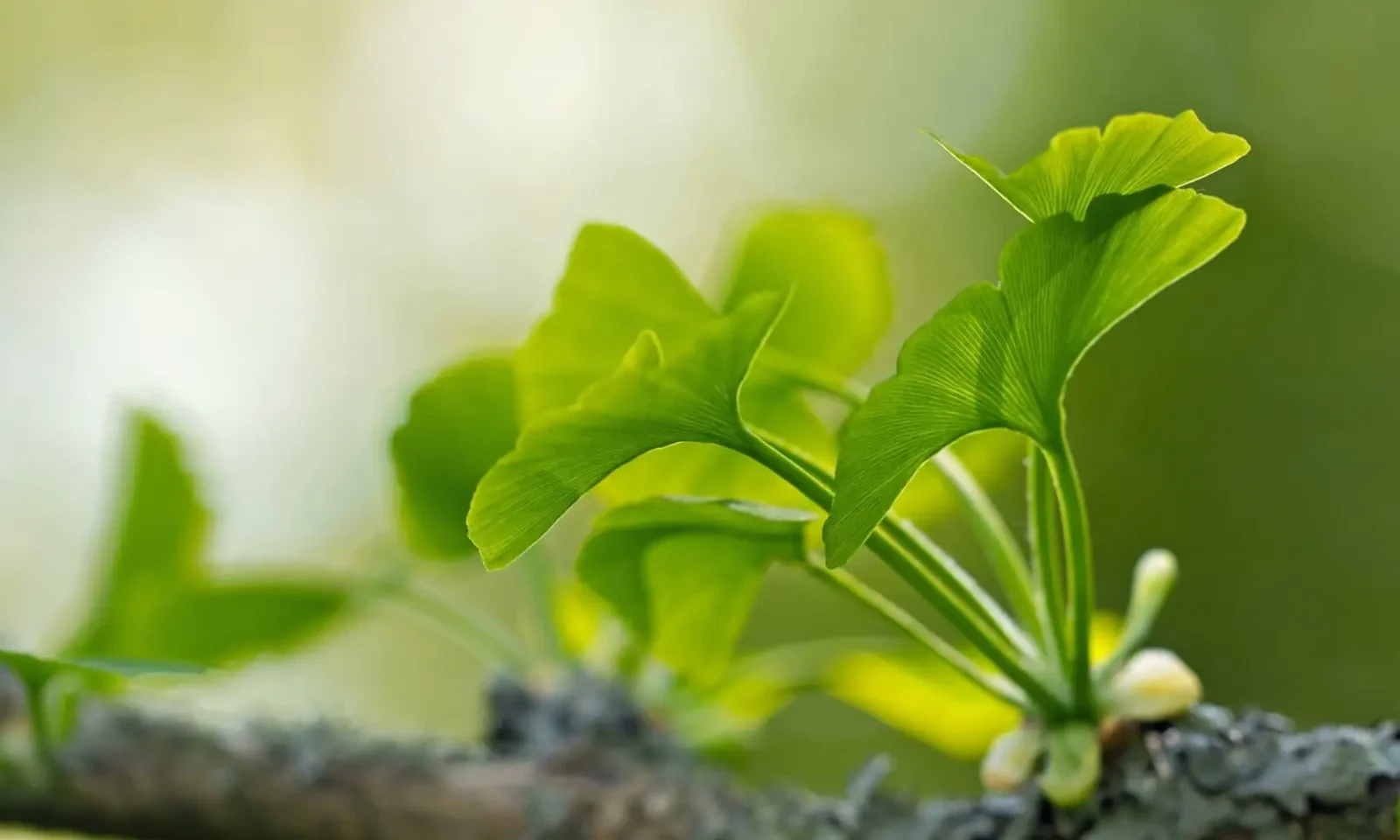 Quelles sont les différences dans la culture des bonsai feuillus et conifères ?