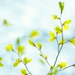 Qu’est-ce que le bourgeonnement arrière et comment le stimuler ?