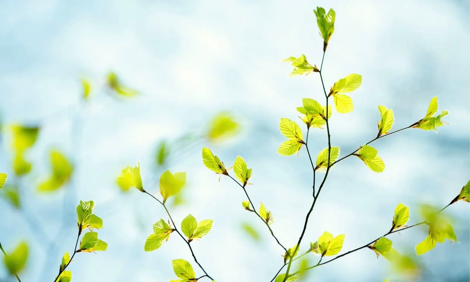 Bourgeonnement arrière des bonsai, Umi Zen Blog