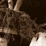 Rempoter un bonsai est-il indispensable ?
