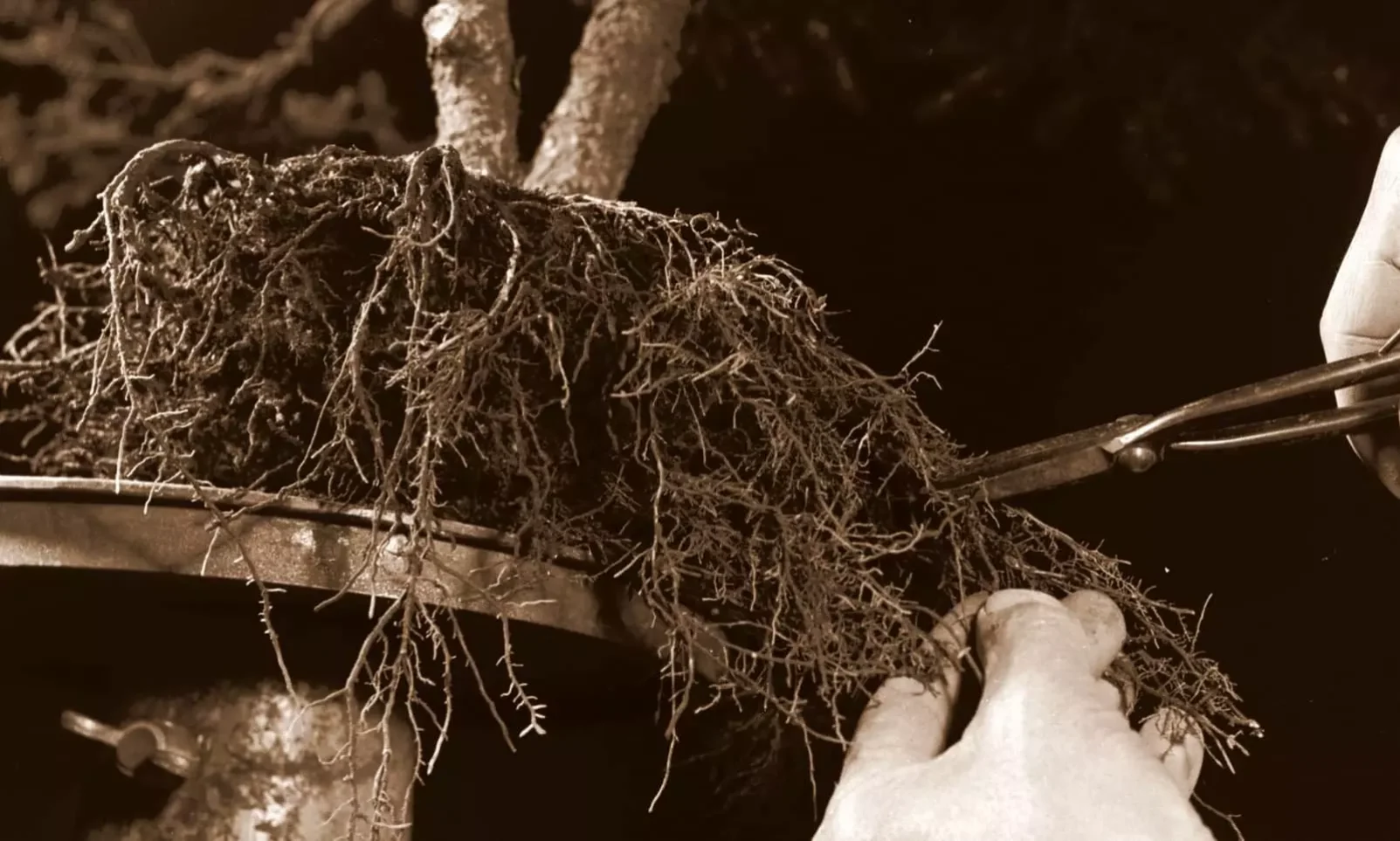 Rempoter un bonsai est-il indispensable ?