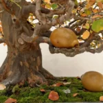 Soins des bonsai : et si tout commençait par un nettoyage attentif ?