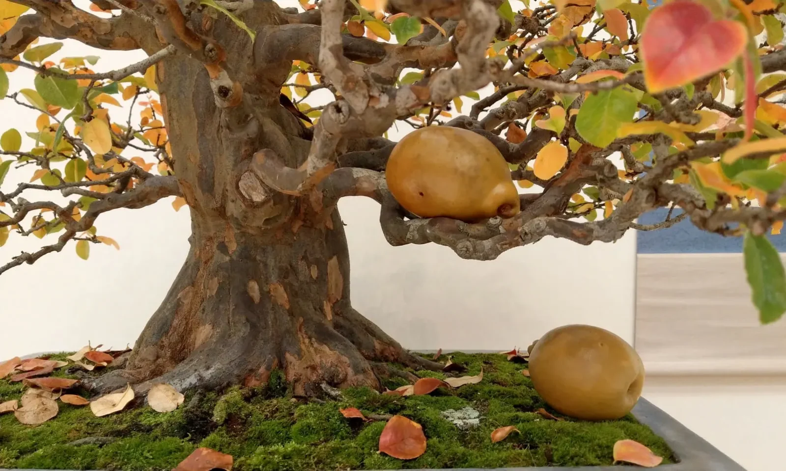 Soins des bonsai : et si tout commençait par un nettoyage attentif ?