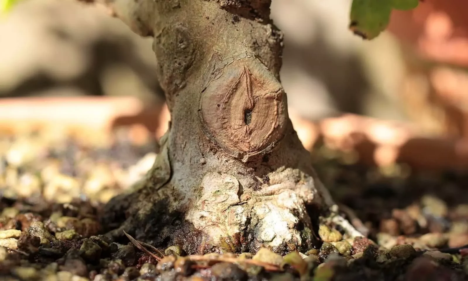 Taille des bonsai : pince concave droite ou arrondie ?