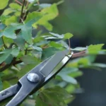 Taille des bonsai : quand, comment et pourquoi faut-il les tailler ?