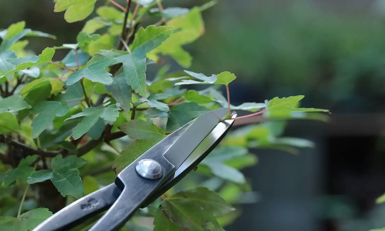 Taille des bonsai : quand, comment et pourquoi faut-il les tailler ?