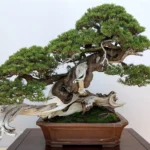 Voir à travers un bonsai et laisser passer le regard, pourquoi est-ce essentiel ?
