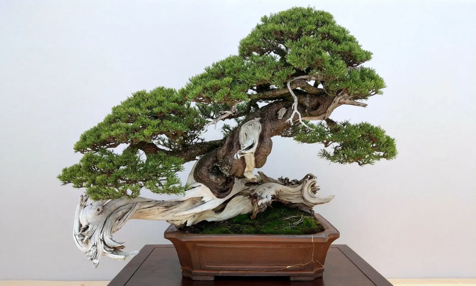 Voir à travers un bonsai et laisser passer le regard, pourquoi est-ce essentiel ?