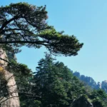 Yamadori : comment prélever un arbre sauvage en toute conscience ?