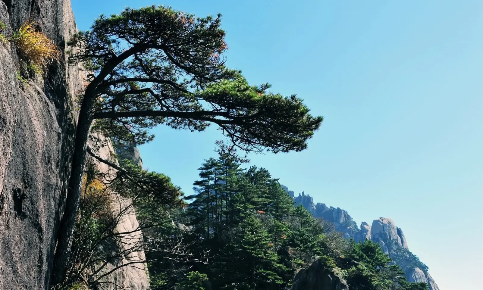 Yamadori : comment prélever un arbre sauvage en toute conscience ?8 minute(s) de lecture