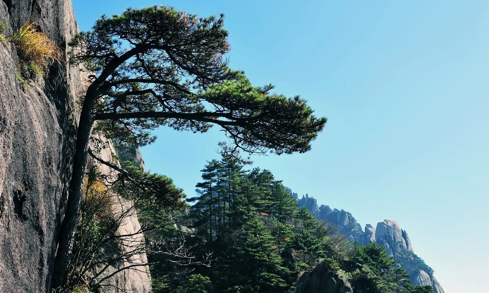 Prélever yamadori bonsai, Umi Zen Blog
